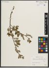 Foto von Salix appendiculata Vill.